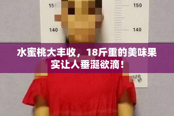 水蜜桃大丰收，18斤重的美味果实让人垂涎欲滴！