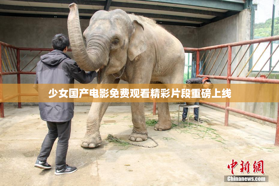 少女国产电影免费观看精彩片段重磅上线