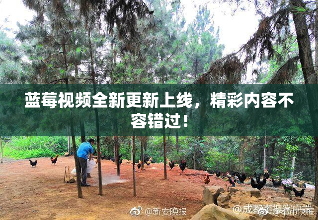 蓝莓视频全新更新上线，精彩内容不容错过！
