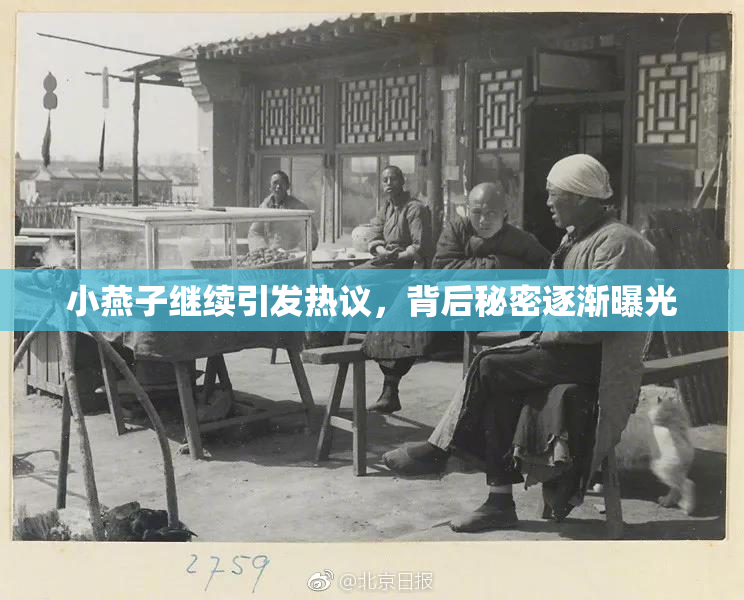 小燕子继续引发热议，背后秘密逐渐曝光