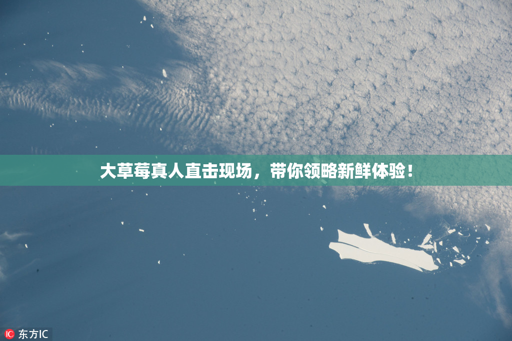 大草莓真人直击现场，带你领略新鲜体验！