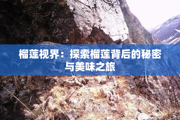 榴莲视界：探索榴莲背后的秘密与美味之旅