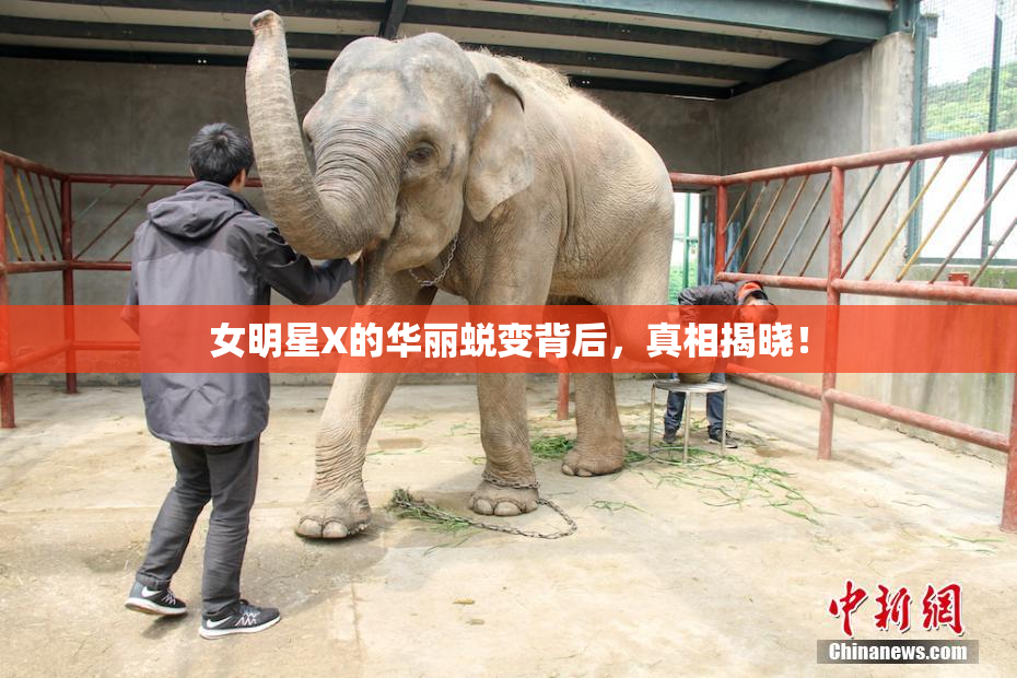 女明星X的华丽蜕变背后，真相揭晓！
