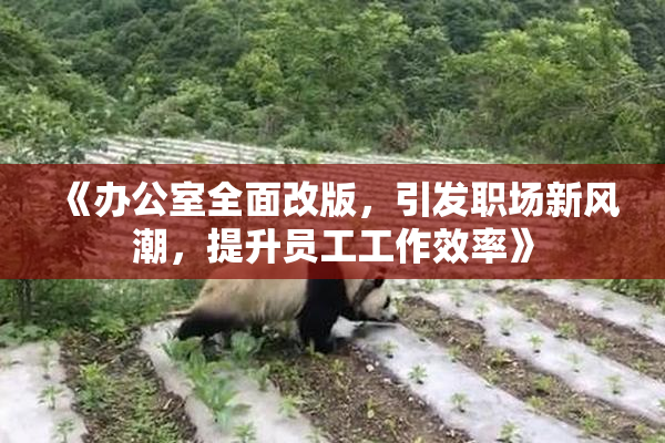 《办公室全面改版，引发职场新风潮，提升员工工作效率》