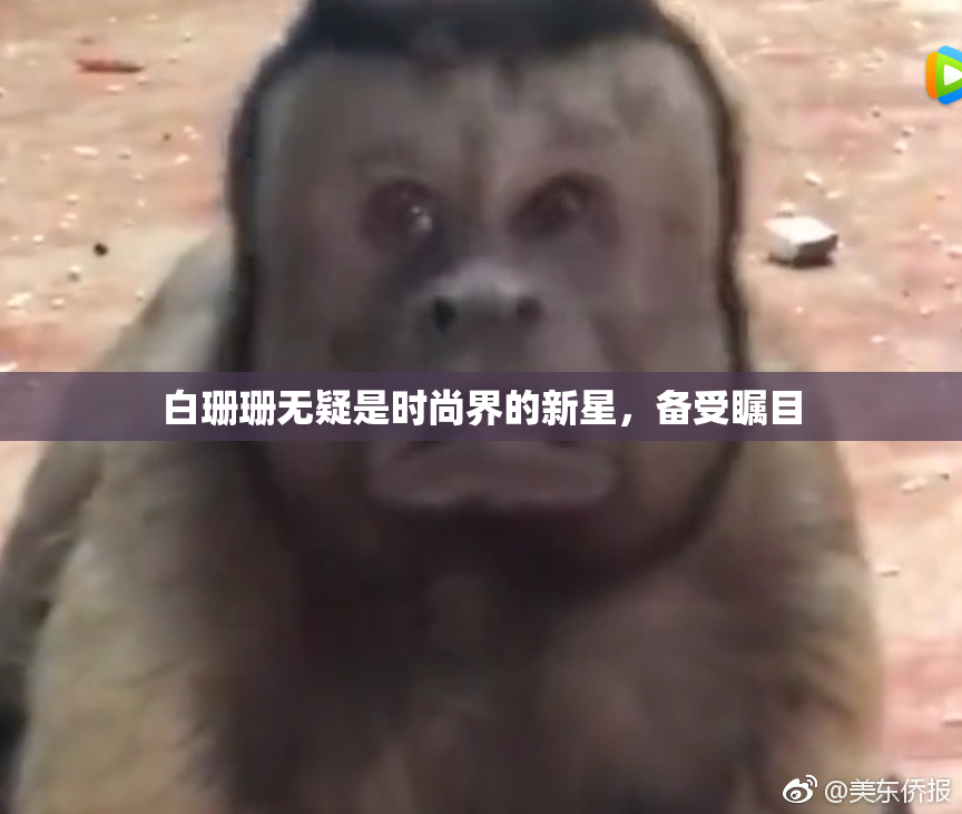 白珊珊无疑是时尚界的新星，备受瞩目