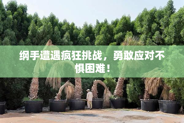 纲手遭遇疯狂挑战，勇敢应对不惧困难！