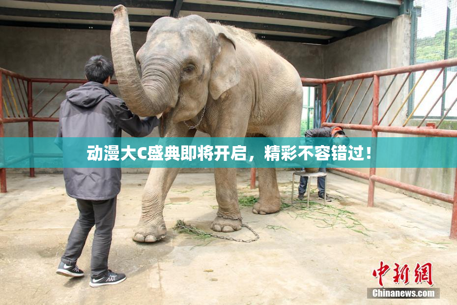 动漫大C盛典即将开启，精彩不容错过！