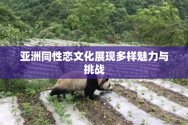 亚洲同性恋文化展现多样魅力与挑战
