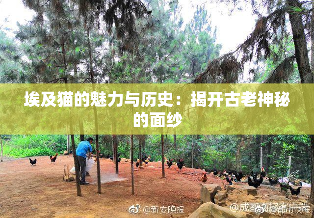 埃及猫的魅力与历史：揭开古老神秘的面纱