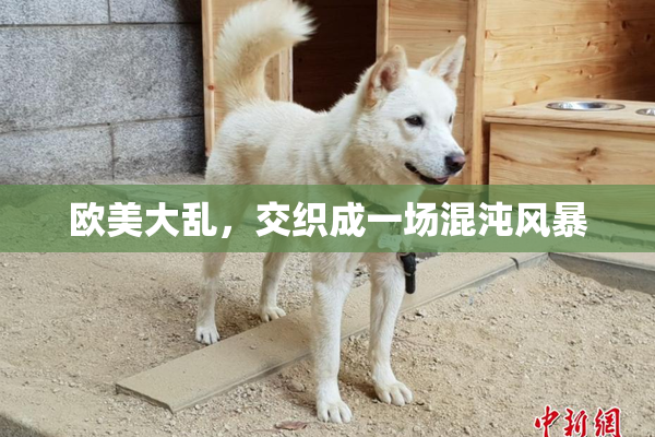 欧美大乱，交织成一场混沌风暴