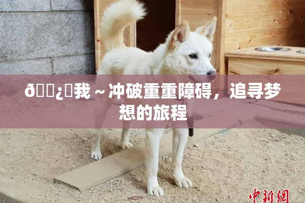 🌿‌我～冲破重重障碍，追寻梦想的旅程
