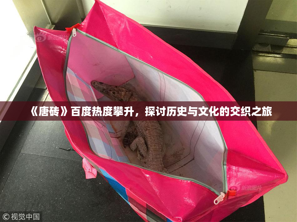 《唐砖》百度热度攀升，探讨历史与文化的交织之旅