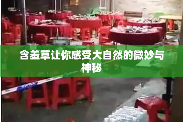 含羞草让你感受大自然的微妙与神秘