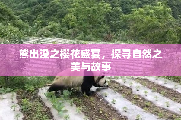 熊出没之樱花盛宴，探寻自然之美与故事