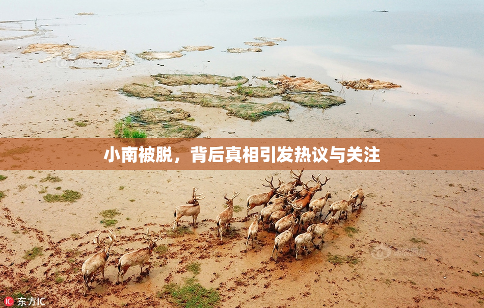 小南被脱，背后真相引发热议与关注