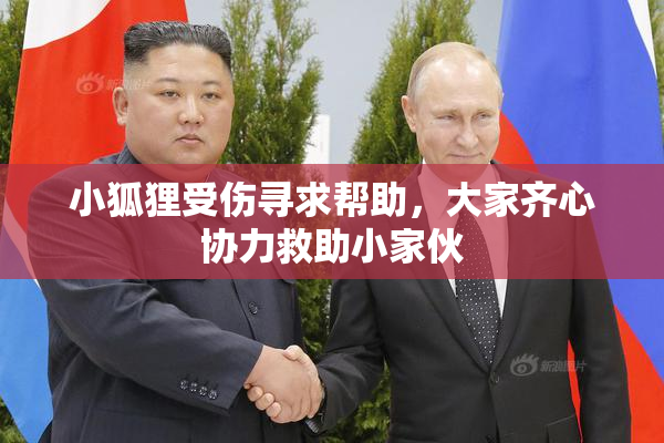 小狐狸受伤寻求帮助，大家齐心协力救助小家伙