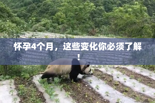 怀孕4个月，这些变化你必须了解！