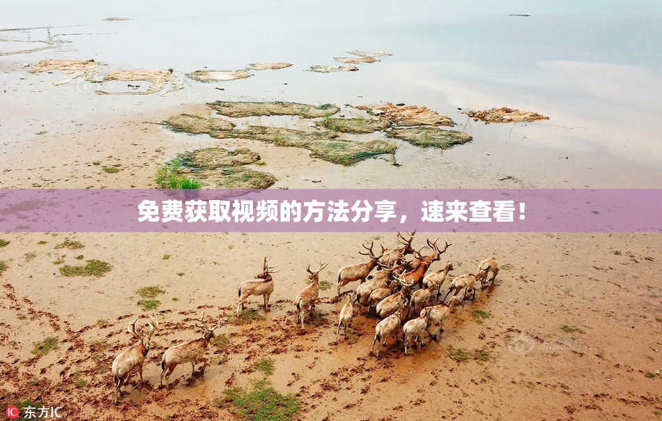 免费获取视频的方法分享，速来查看！