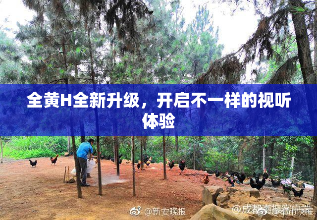 全黄H全新升级，开启不一样的视听体验