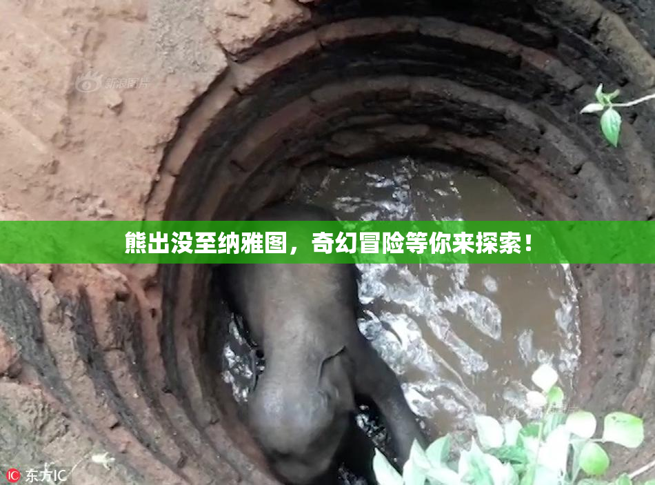 熊出没至纳雅图，奇幻冒险等你来探索！
