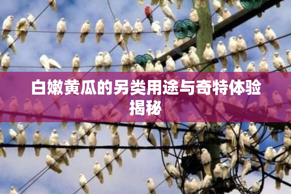 白嫩黄瓜的另类用途与奇特体验揭秘