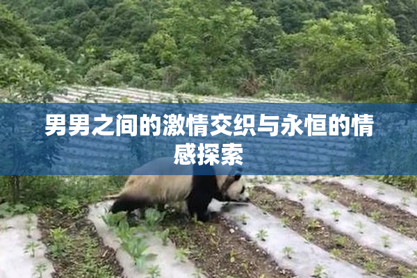 男男之间的激情交织与永恒的情感探索