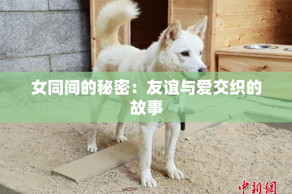女同间的秘密：友谊与爱交织的故事