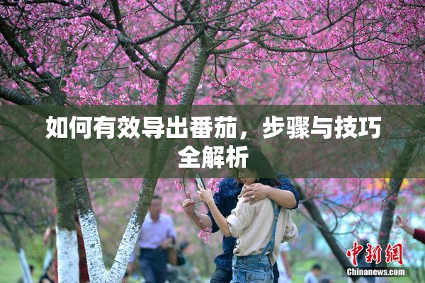 如何有效导出番茄，步骤与技巧全解析