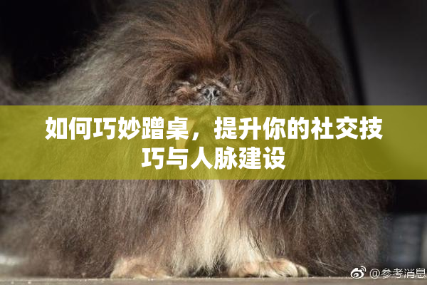 如何巧妙蹭桌，提升你的社交技巧与人脉建设