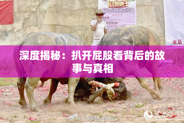 深度揭秘：扒开屁股看背后的故事与真相
