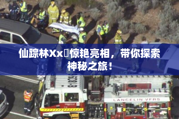 仙踪林Xx乂惊艳亮相，带你探索神秘之旅！