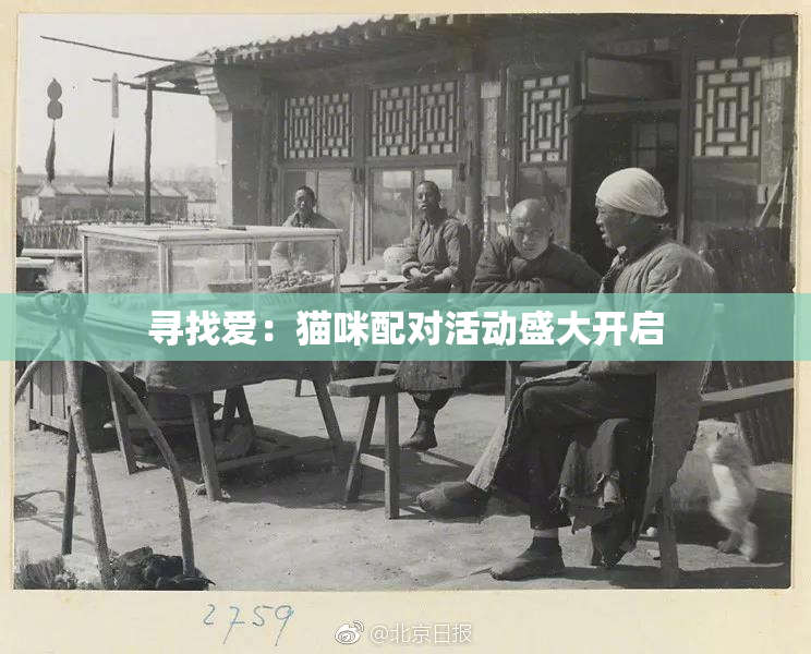 寻找爱：猫咪配对活动盛大开启