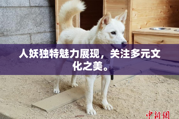 人妖独特魅力展现，关注多元文化之美。