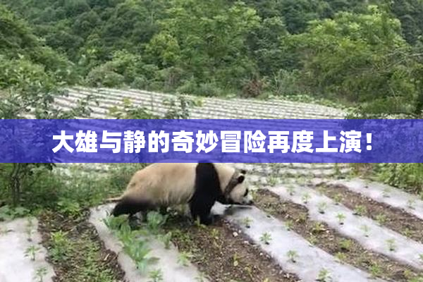 大雄与静的奇妙冒险再度上演！
