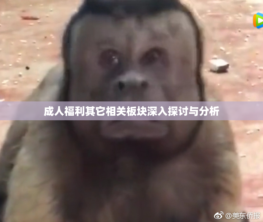 成人福利其它相关板块深入探讨与分析