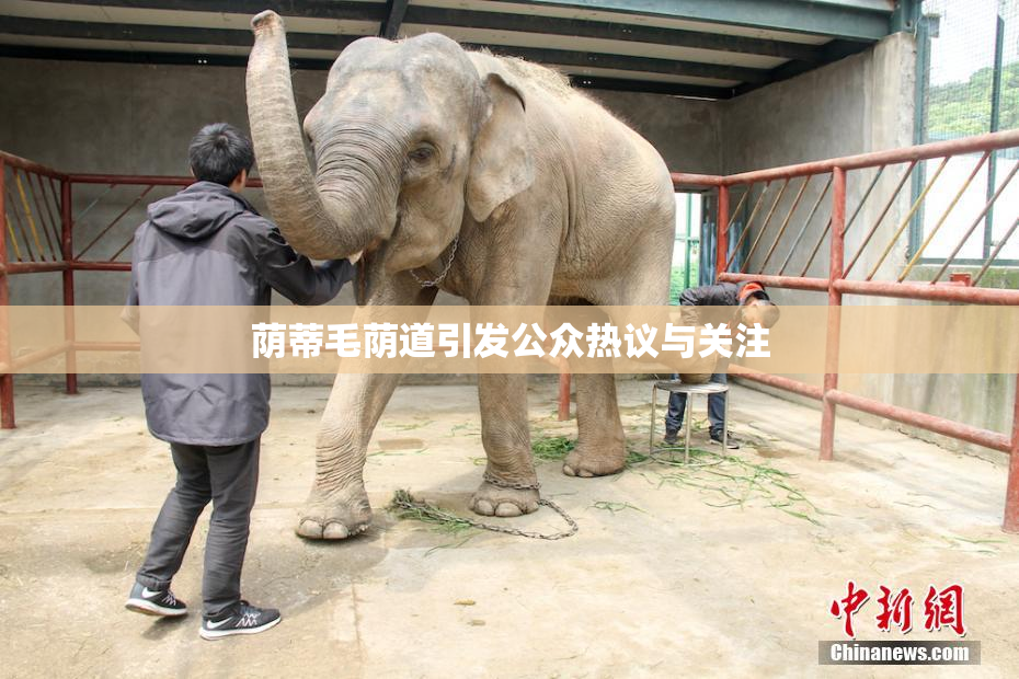 荫蒂毛荫道引发公众热议与关注