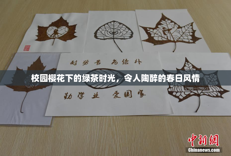 校园樱花下的绿茶时光，令人陶醉的春日风情