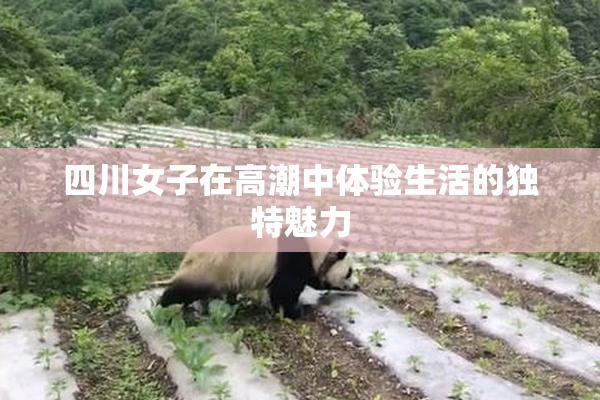 四川女子在高潮中体验生活的独特魅力
