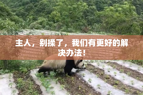 主人，别揉了，我们有更好的解决办法！