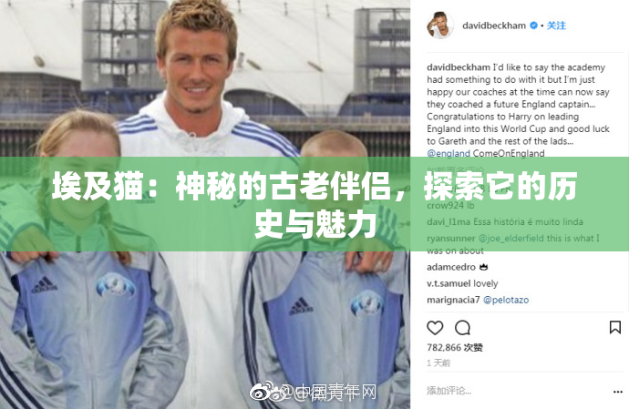 埃及猫：神秘的古老伴侣，探索它的历史与魅力