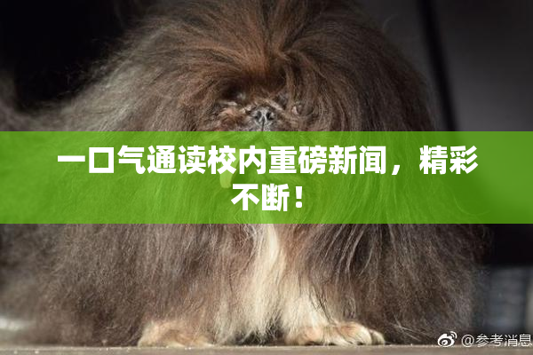 一口气通读校内重磅新闻，精彩不断！