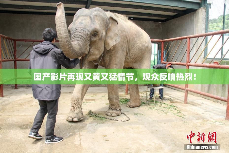 国产影片再现又黄又猛情节，观众反响热烈！