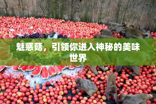 魅惑菇，引领你进入神秘的美味世界