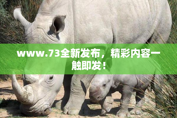 www.73全新发布，精彩内容一触即发！