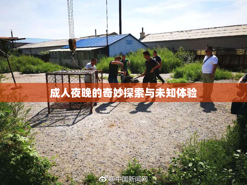 成人夜晚的奇妙探索与未知体验