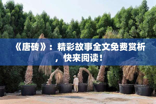 《唐砖》：精彩故事全文免费赏析，快来阅读！