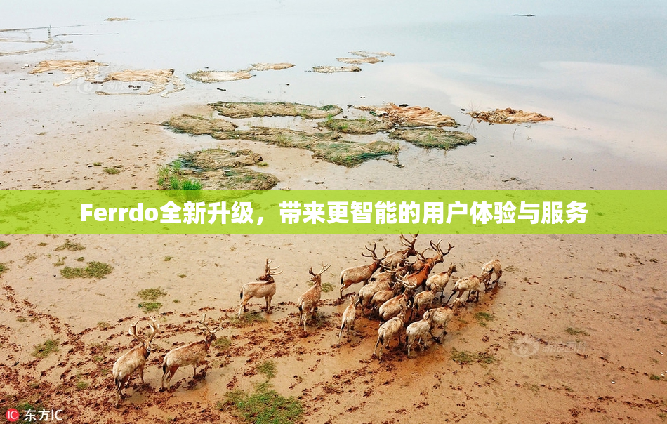 Ferrdo全新升级，带来更智能的用户体验与服务