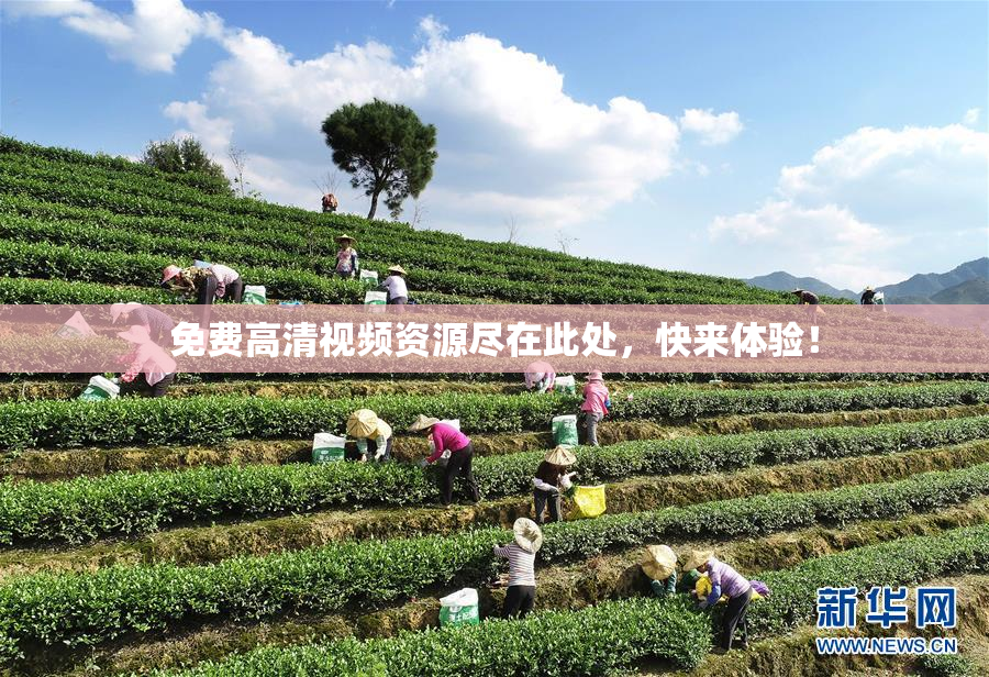 免费高清视频资源尽在此处，快来体验！