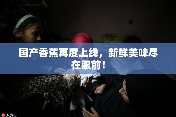国产香蕉再度上线，新鲜美味尽在眼前！