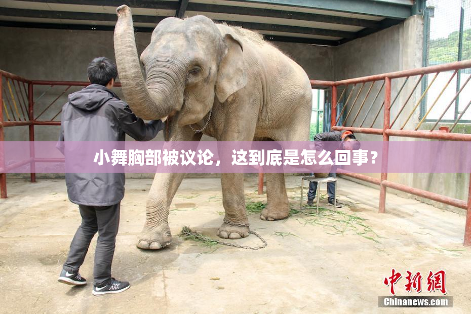 小舞胸部被议论，这到底是怎么回事？